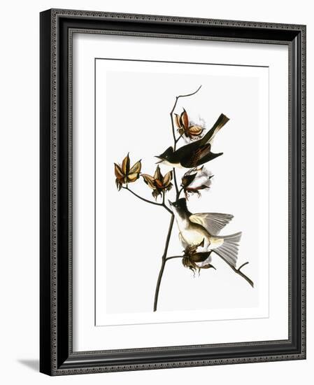 Audubon: Phoebe-John James Audubon-Framed Giclee Print