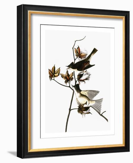 Audubon: Phoebe-John James Audubon-Framed Giclee Print