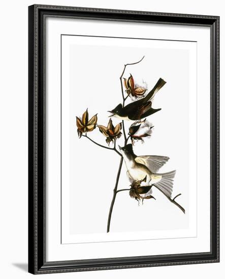 Audubon: Phoebe-John James Audubon-Framed Giclee Print