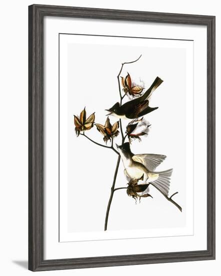 Audubon: Phoebe-John James Audubon-Framed Giclee Print