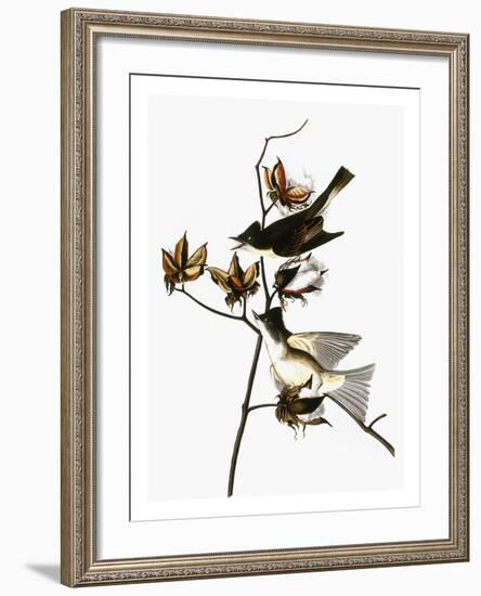 Audubon: Phoebe-John James Audubon-Framed Giclee Print