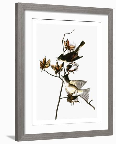 Audubon: Phoebe-John James Audubon-Framed Giclee Print