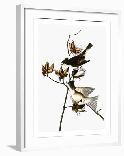 Audubon: Phoebe-John James Audubon-Framed Giclee Print