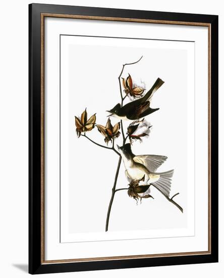 Audubon: Phoebe-John James Audubon-Framed Giclee Print