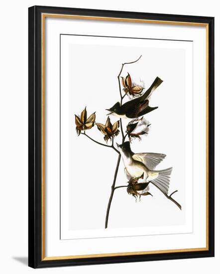 Audubon: Phoebe-John James Audubon-Framed Giclee Print