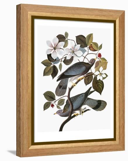 Audubon: Pigeon-John James Audubon-Framed Premier Image Canvas