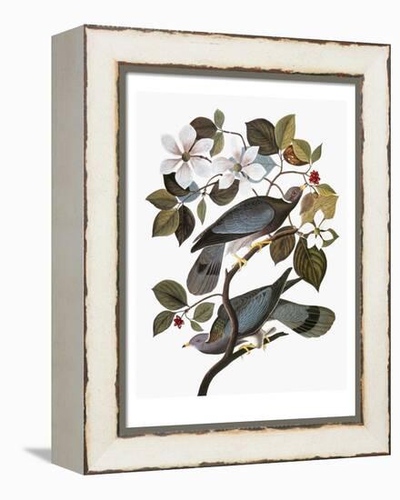 Audubon: Pigeon-John James Audubon-Framed Premier Image Canvas