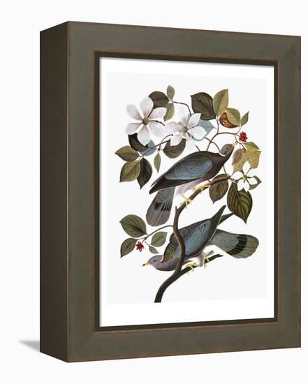 Audubon: Pigeon-John James Audubon-Framed Premier Image Canvas