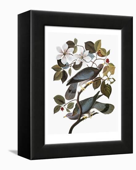 Audubon: Pigeon-John James Audubon-Framed Premier Image Canvas