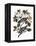 Audubon: Pigeon-John James Audubon-Framed Premier Image Canvas