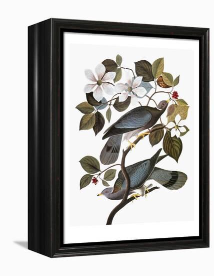 Audubon: Pigeon-John James Audubon-Framed Premier Image Canvas