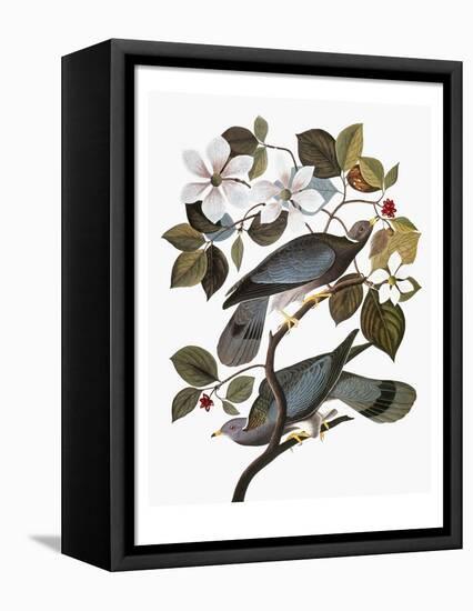 Audubon: Pigeon-John James Audubon-Framed Premier Image Canvas