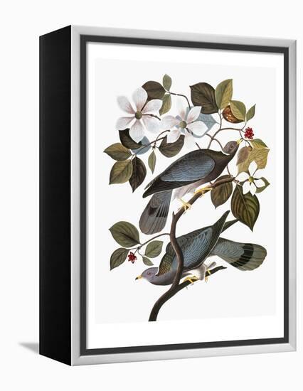 Audubon: Pigeon-John James Audubon-Framed Premier Image Canvas