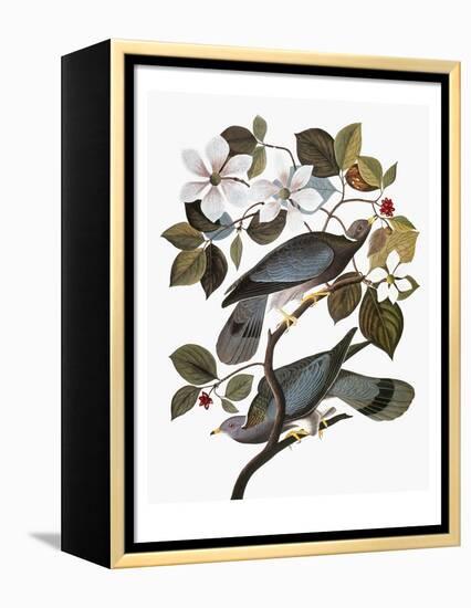 Audubon: Pigeon-John James Audubon-Framed Premier Image Canvas