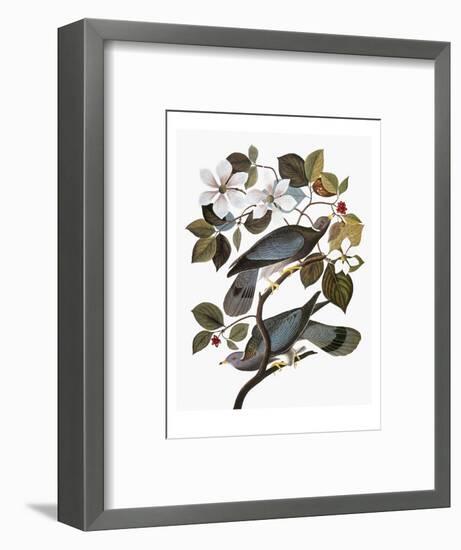Audubon: Pigeon-John James Audubon-Framed Premium Giclee Print
