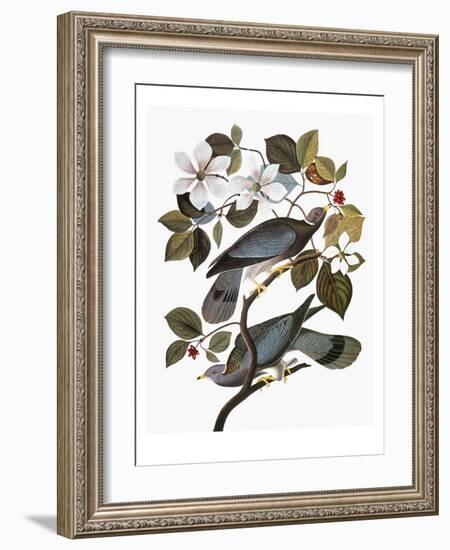 Audubon: Pigeon-John James Audubon-Framed Giclee Print