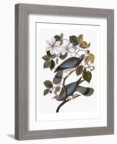 Audubon: Pigeon-John James Audubon-Framed Giclee Print