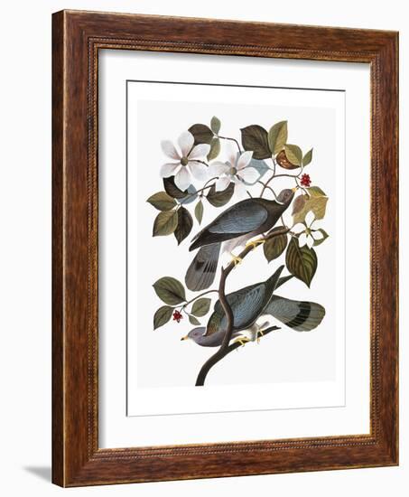 Audubon: Pigeon-John James Audubon-Framed Giclee Print