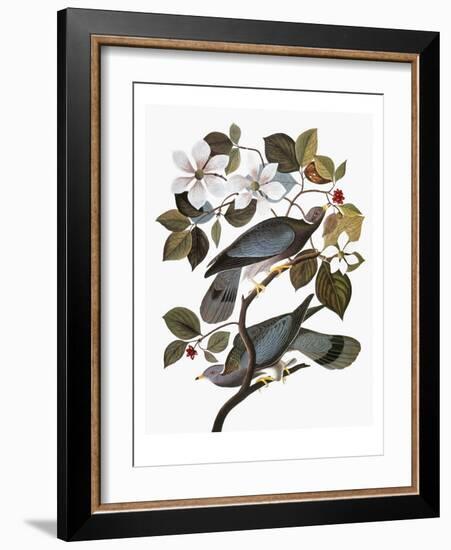 Audubon: Pigeon-John James Audubon-Framed Giclee Print