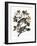 Audubon: Pigeon-John James Audubon-Framed Giclee Print