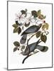 Audubon: Pigeon-John James Audubon-Mounted Giclee Print