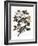 Audubon: Pigeon-John James Audubon-Framed Giclee Print