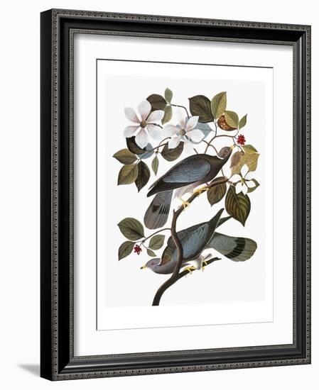 Audubon: Pigeon-John James Audubon-Framed Giclee Print