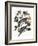 Audubon: Pigeon-John James Audubon-Framed Giclee Print