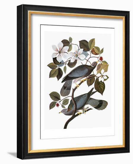 Audubon: Pigeon-John James Audubon-Framed Giclee Print