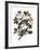 Audubon: Pigeon-John James Audubon-Framed Giclee Print