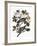 Audubon: Pigeon-John James Audubon-Framed Giclee Print