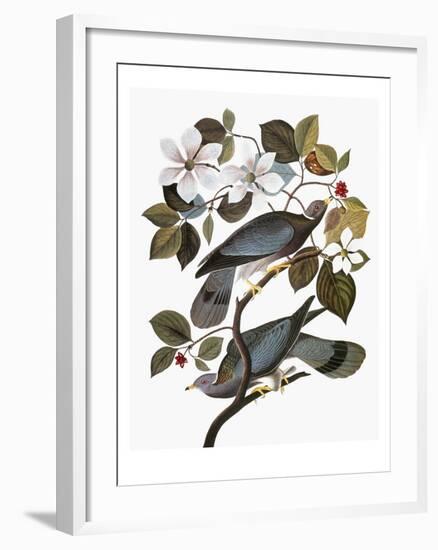 Audubon: Pigeon-John James Audubon-Framed Giclee Print