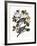 Audubon: Pigeon-John James Audubon-Framed Giclee Print