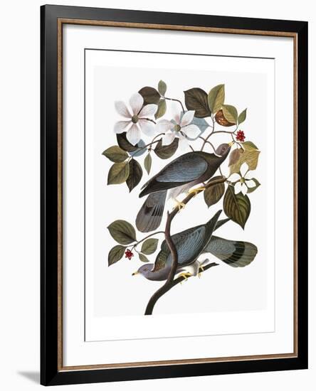 Audubon: Pigeon-John James Audubon-Framed Giclee Print