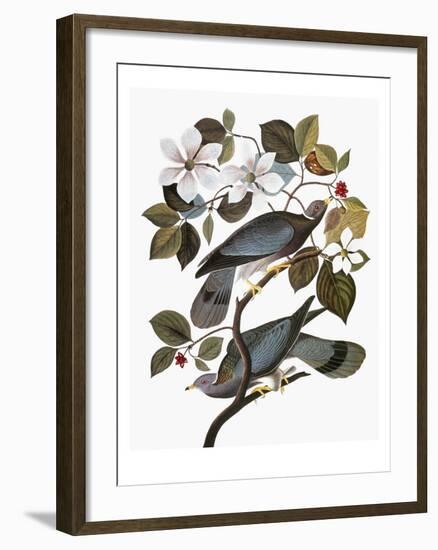 Audubon: Pigeon-John James Audubon-Framed Giclee Print