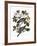 Audubon: Pigeon-John James Audubon-Framed Giclee Print
