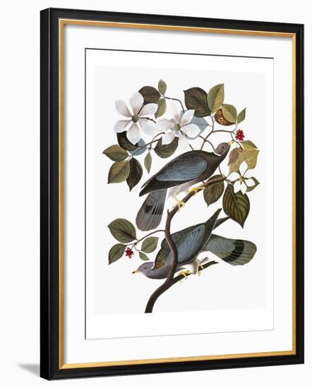 Audubon: Pigeon-John James Audubon-Framed Giclee Print