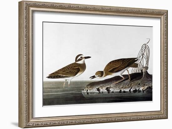 Audubon: Plover, 1827-38-John James Audubon-Framed Giclee Print