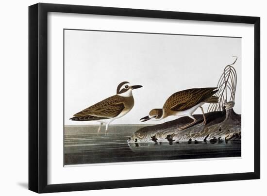 Audubon: Plover, 1827-38-John James Audubon-Framed Giclee Print