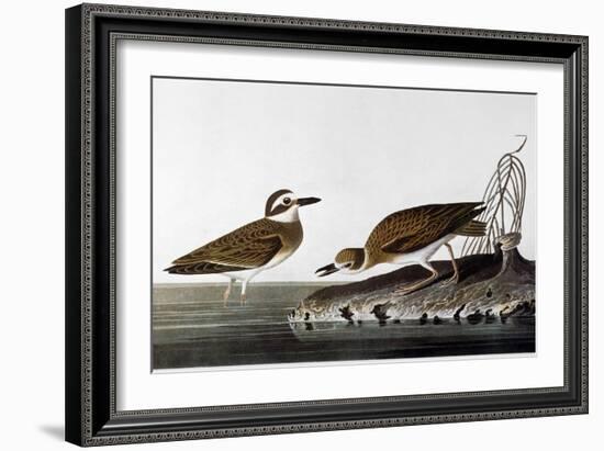 Audubon: Plover, 1827-38-John James Audubon-Framed Giclee Print