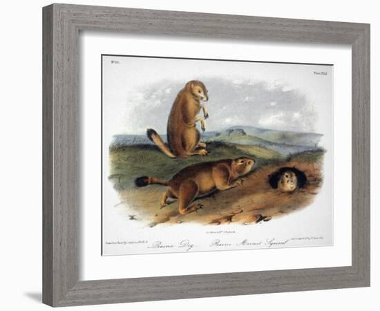 Audubon: Prairie Dog, 1844-John James Audubon-Framed Giclee Print