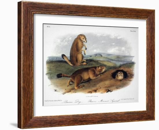 Audubon: Prairie Dog, 1844-John James Audubon-Framed Giclee Print