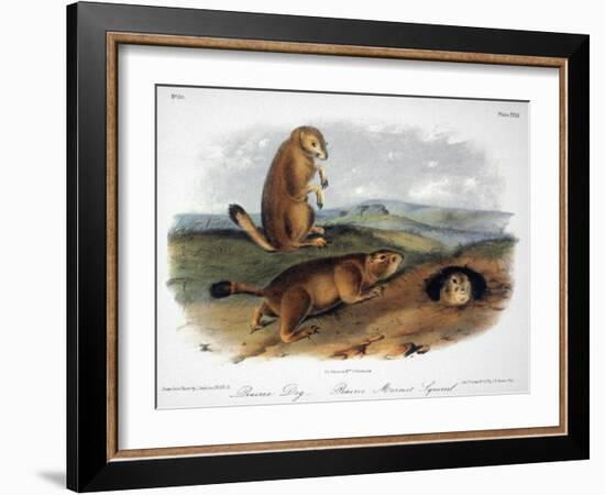 Audubon: Prairie Dog, 1844-John James Audubon-Framed Giclee Print