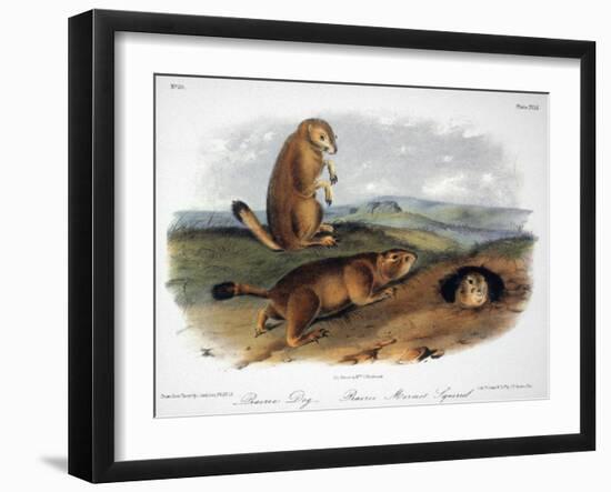 Audubon: Prairie Dog, 1844-John James Audubon-Framed Giclee Print