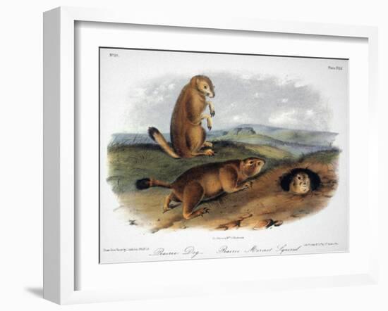 Audubon: Prairie Dog, 1844-John James Audubon-Framed Giclee Print