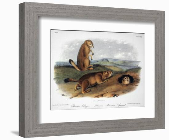 Audubon: Prairie Dog, 1844-John James Audubon-Framed Giclee Print