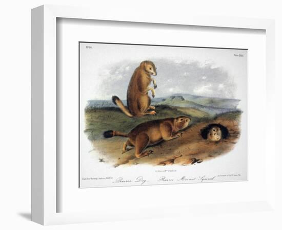 Audubon: Prairie Dog, 1844-John James Audubon-Framed Giclee Print