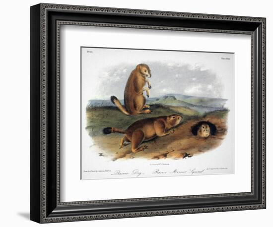 Audubon: Prairie Dog, 1844-John James Audubon-Framed Giclee Print