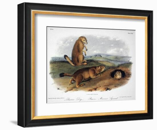 Audubon: Prairie Dog, 1844-John James Audubon-Framed Giclee Print