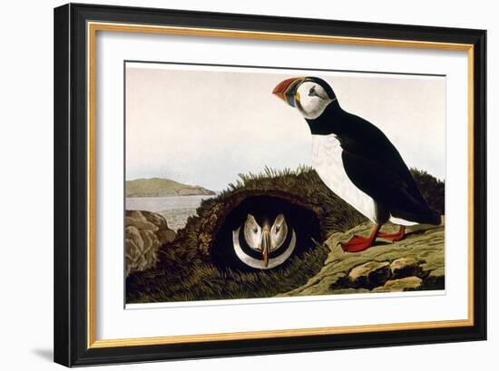 Audubon: Puffin, 1827-38-John James Audubon-Framed Giclee Print